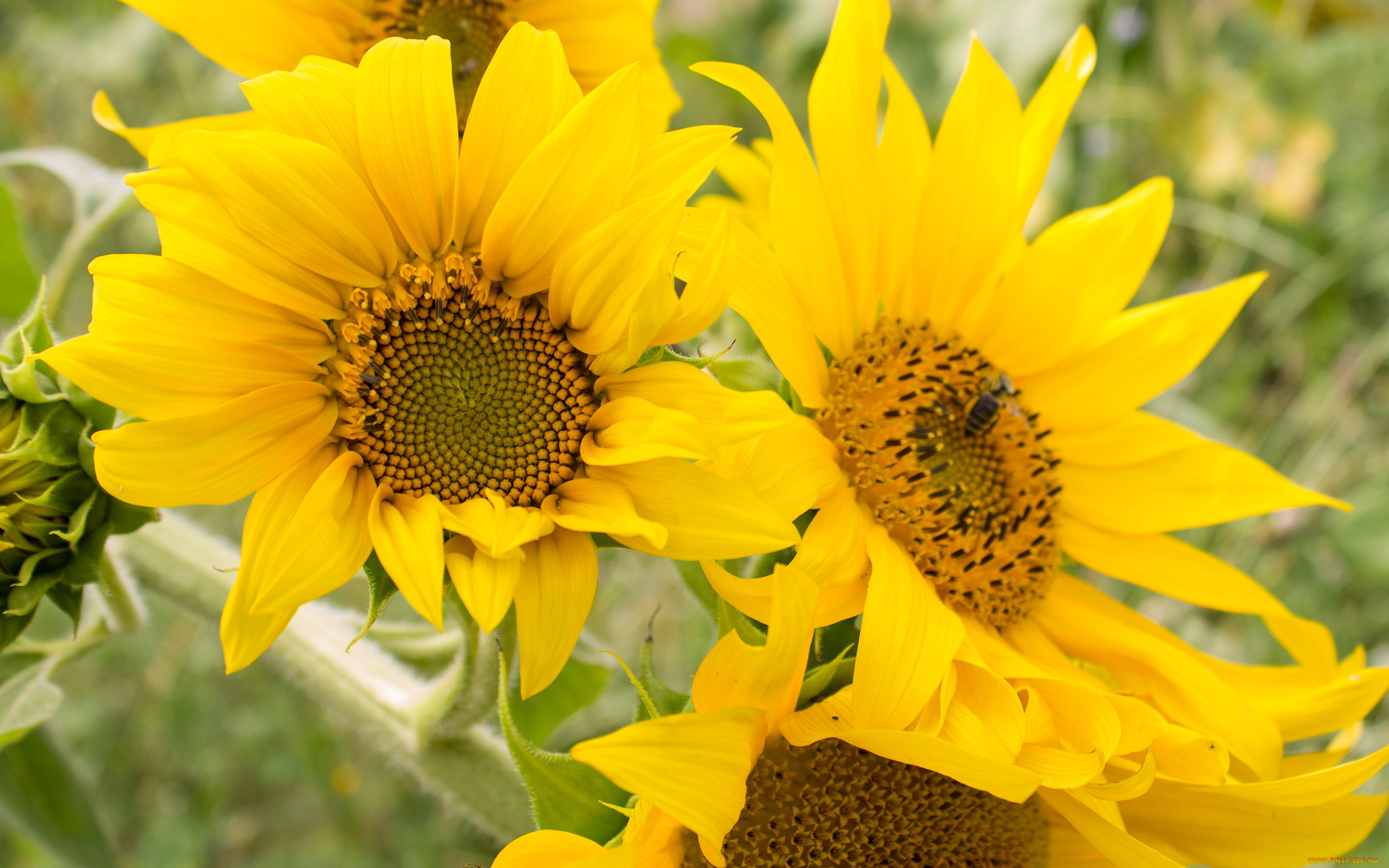 Sunflower 18. Подсолнух без лепестков.